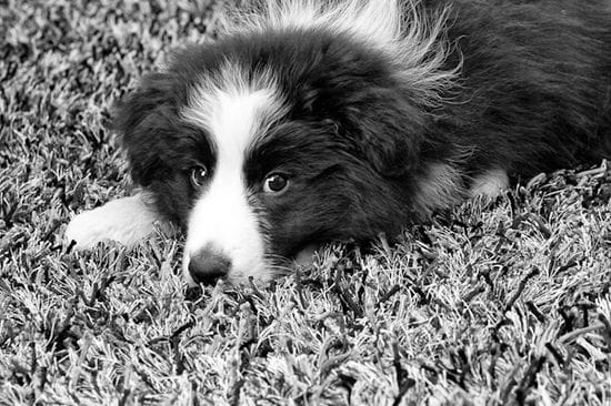 How to Toilet Train your Puppy